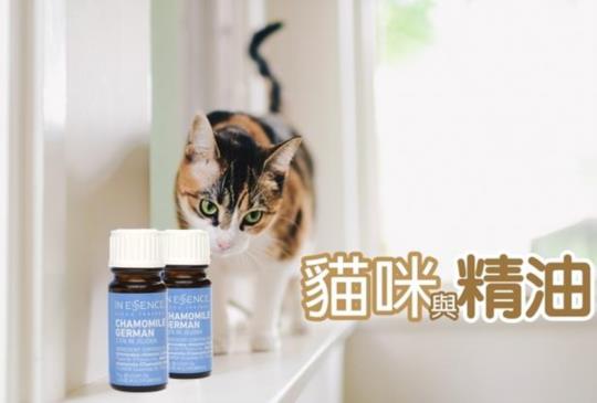 【精油專家告訴你】貓狗可以使用精油嗎？(中) 貓咪安全精油介紹